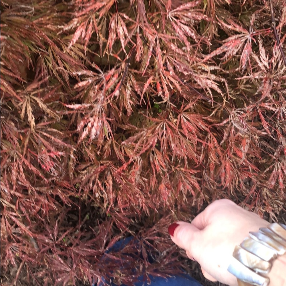 Shell Bracelet - image 6